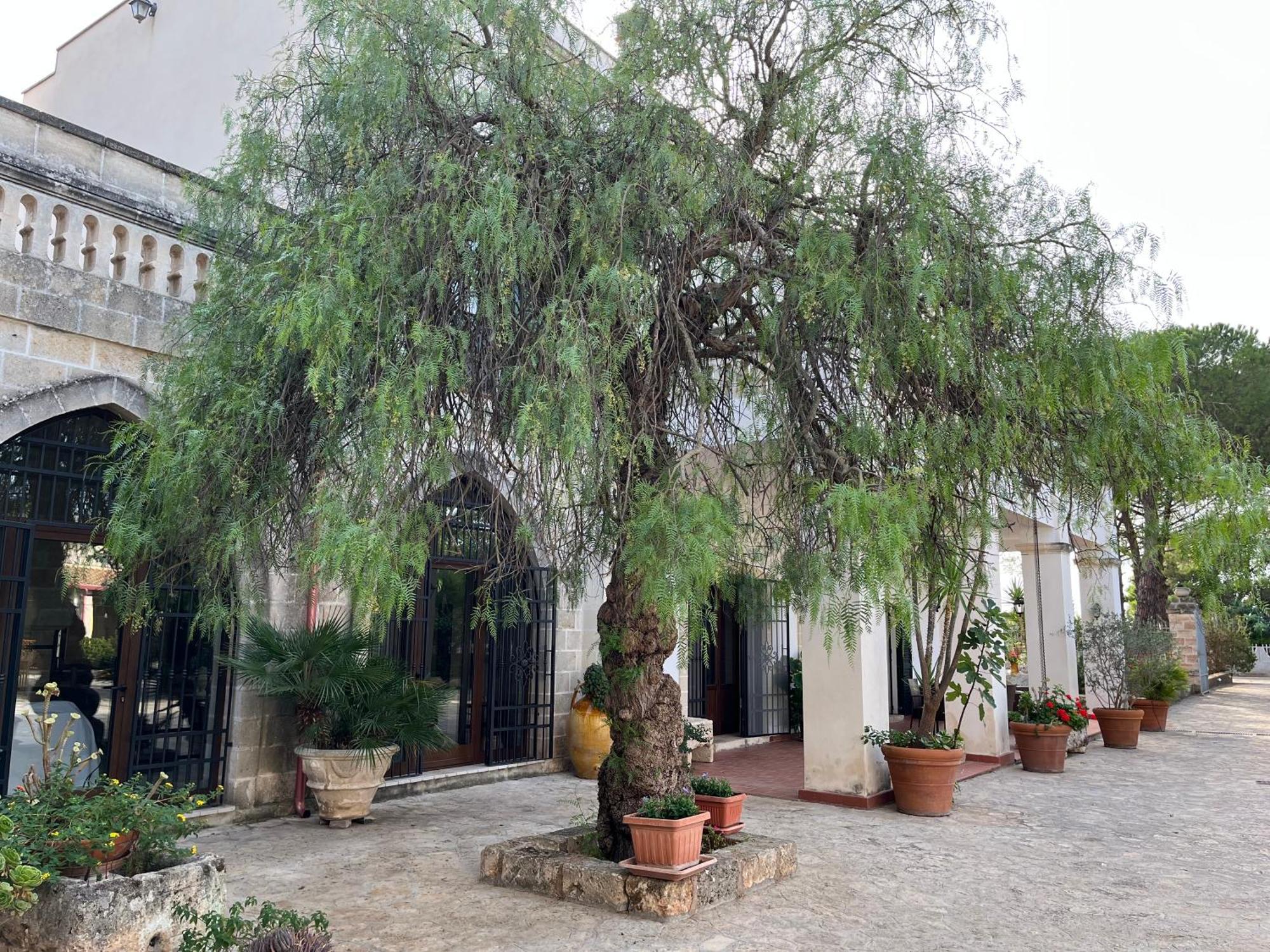 Masseria La Camardia Sava Eksteriør bilde